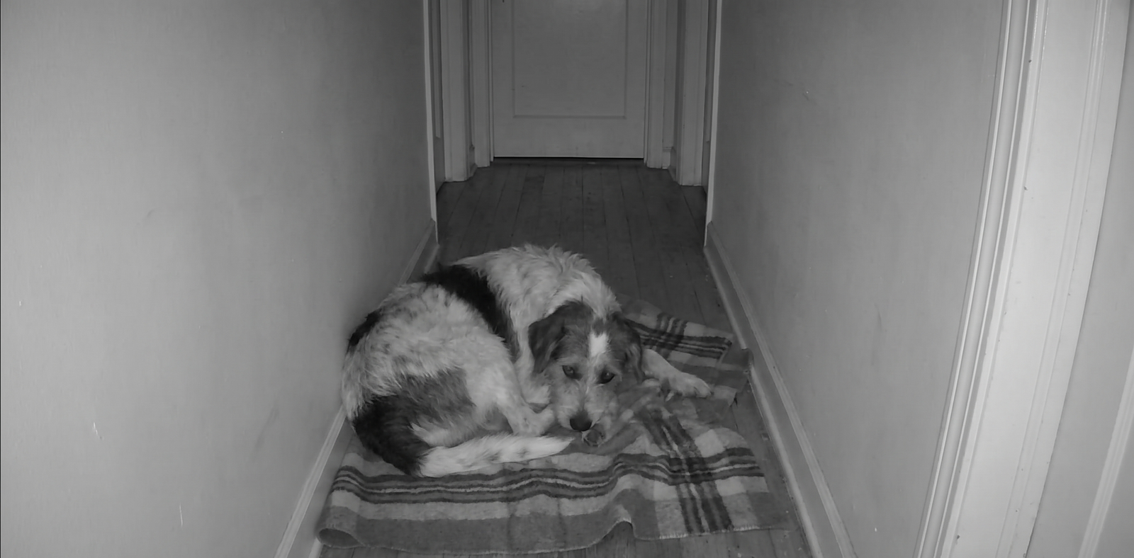 Warum pinkelt dein Hund ins Haus?